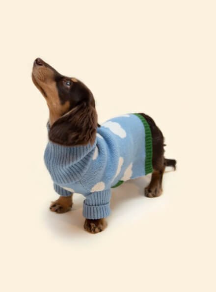 cat-puppies-chandails